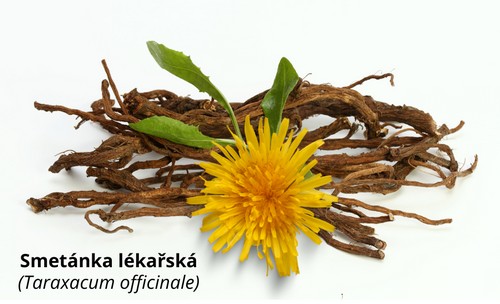 Smetanka lékařská - kořen extrakt